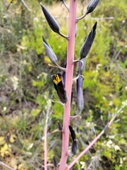 Puya coerulea