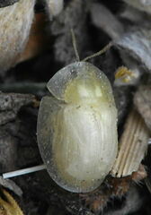 Cassida margaritacea