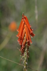 Kniphofia triangularis