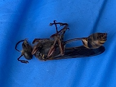 Sceliphron curvatum