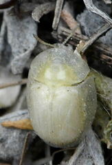 Cassida margaritacea