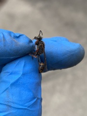 Sceliphron curvatum