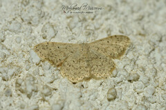 Scopula marginepunctata