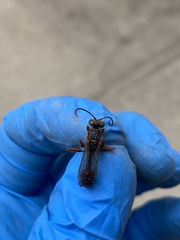 Sceliphron curvatum