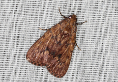 Mimaglossa nauplialis