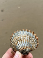 Acanthocardia tuberculata