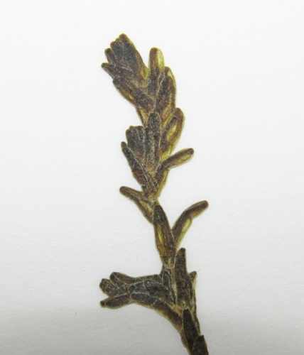 Sedum sexangulare