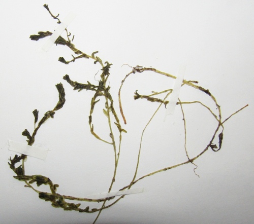 Sedum sexangulare
