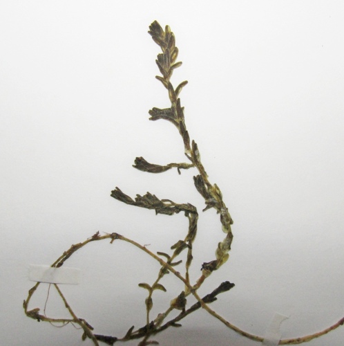 Sedum sexangulare