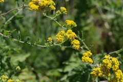 Nidorella