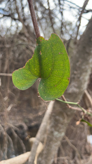 Smilax aspera