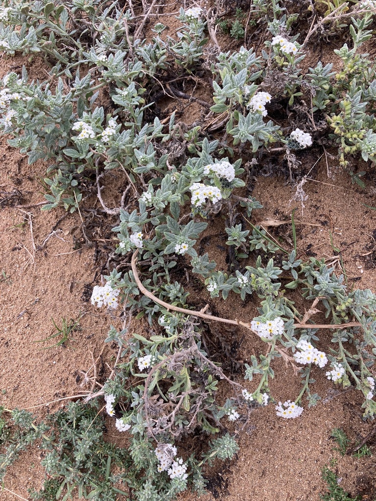 Heliotropium ramosissimum from Moulay Bouzarqtoune, MarrakeshSafi, MA