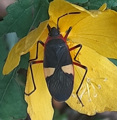 Dysdercus albofasciatus
