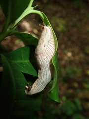 Elisolimax flavescens