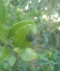 Rhyssomatus marginatus