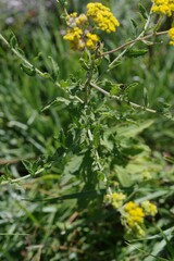 Nidorella