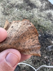 Bartheletia paradoxa