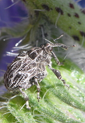 Mogulones geographicus