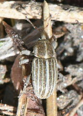 Tychius schneideri