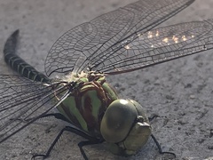 Coryphaeschna ingens
