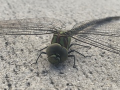 Coryphaeschna ingens