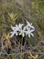 Leucocoryne ixioides