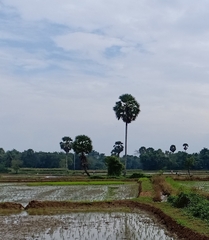 Borassus flabellifer