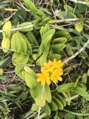 Epidendrum fulgens