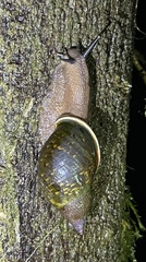Orthalicoidea