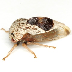 Xantholobus muticus