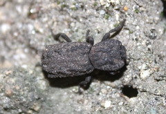 Phloeodes plicatus