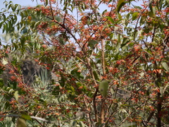 Woodfordia fruticosa