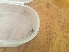 Clogmia albipunctata