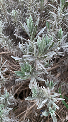 Lavandula angustifolia