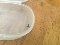 Clogmia albipunctata