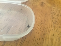 Clogmia albipunctata