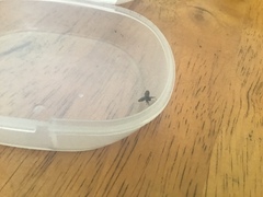 Clogmia albipunctata