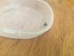 Clogmia albipunctata