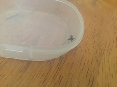 Clogmia albipunctata