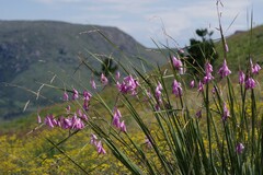Dierama pulcherrimum
