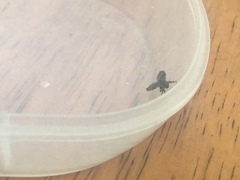 Clogmia albipunctata