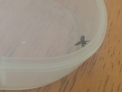 Clogmia albipunctata