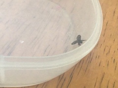 Clogmia albipunctata