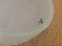 Clogmia albipunctata