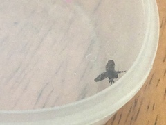 Clogmia albipunctata