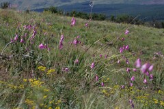 Dierama pulcherrimum