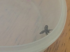 Clogmia albipunctata