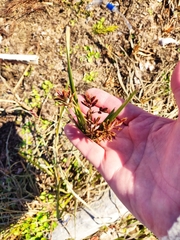 Cyperus fuscus