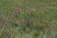 Dierama pulcherrimum