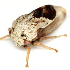 Xantholobus muticus